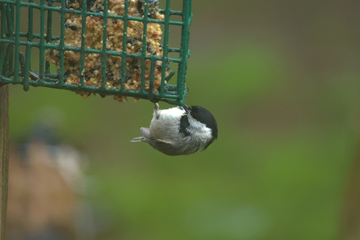 Carolina Chickadee - ML563832501