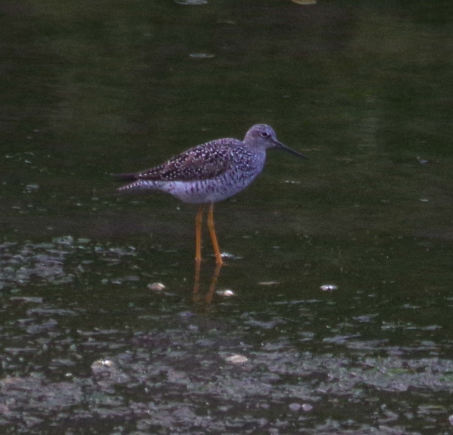 Пёстрый улит - ML563832801