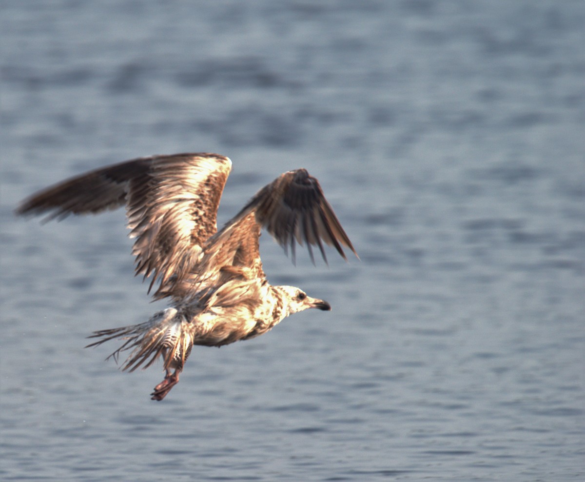 Herring Gull - Carlos Jenkins