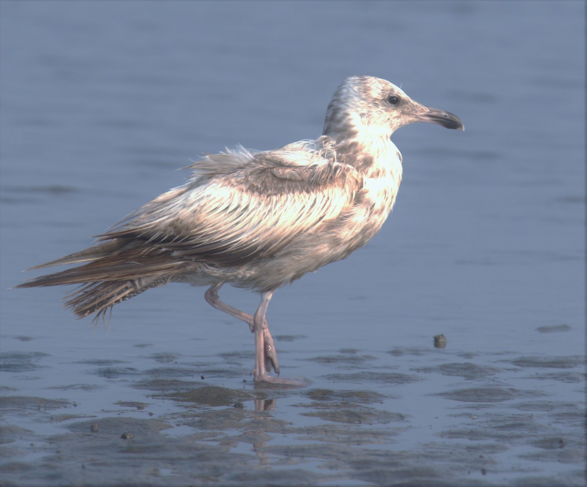 Herring Gull - Carlos Jenkins