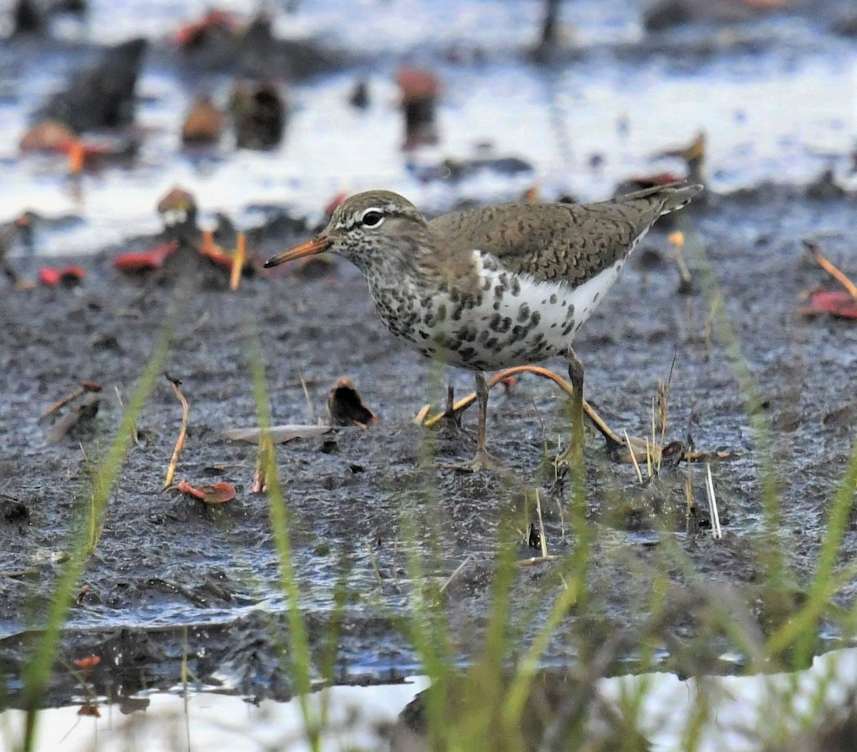 Spotted Sandpiper - MJ Heatherington