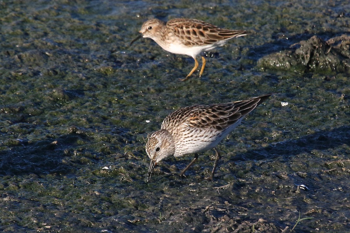 White-rumped Sandpiper - Arman Moreno