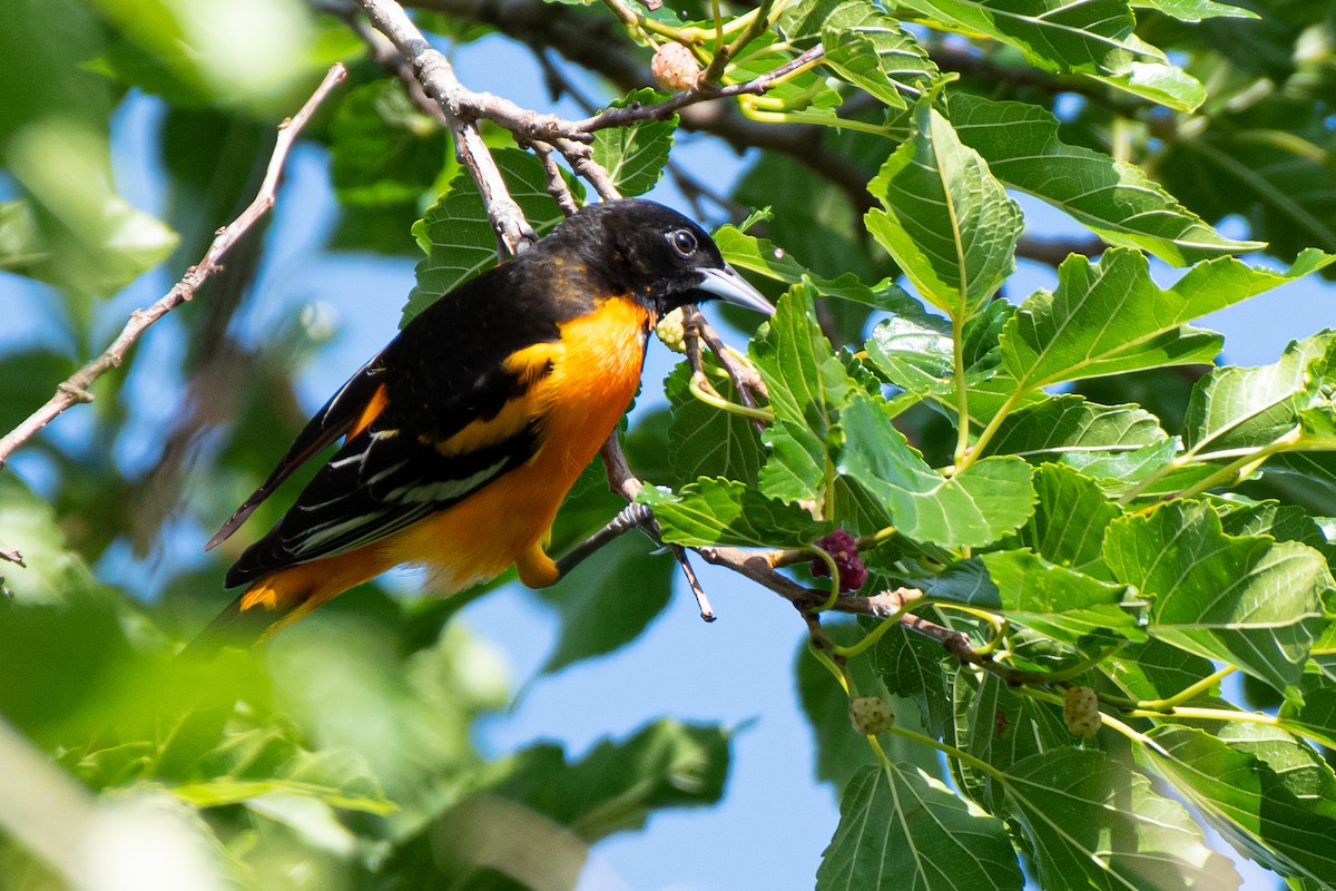 Baltimore Oriole - ML563835141