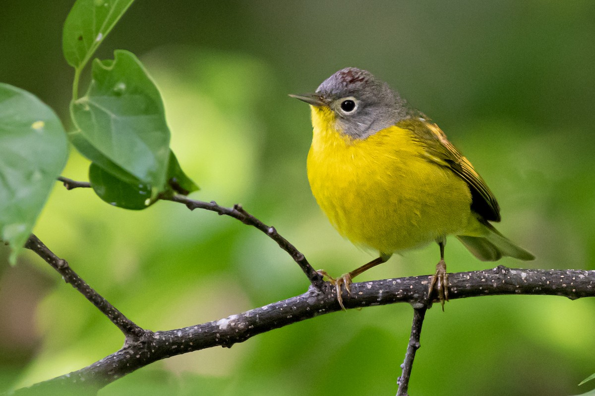 Nashville Warbler - ML563835211