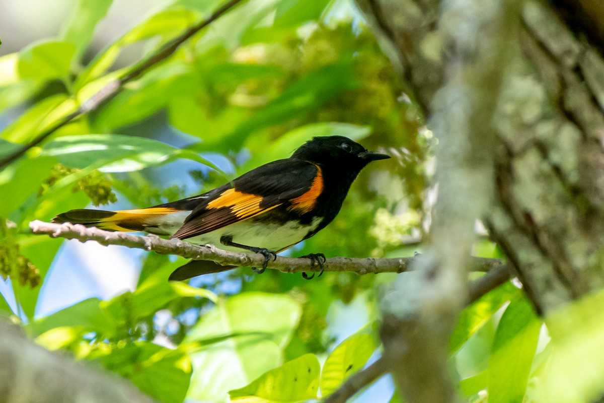 American Redstart - ML563835261