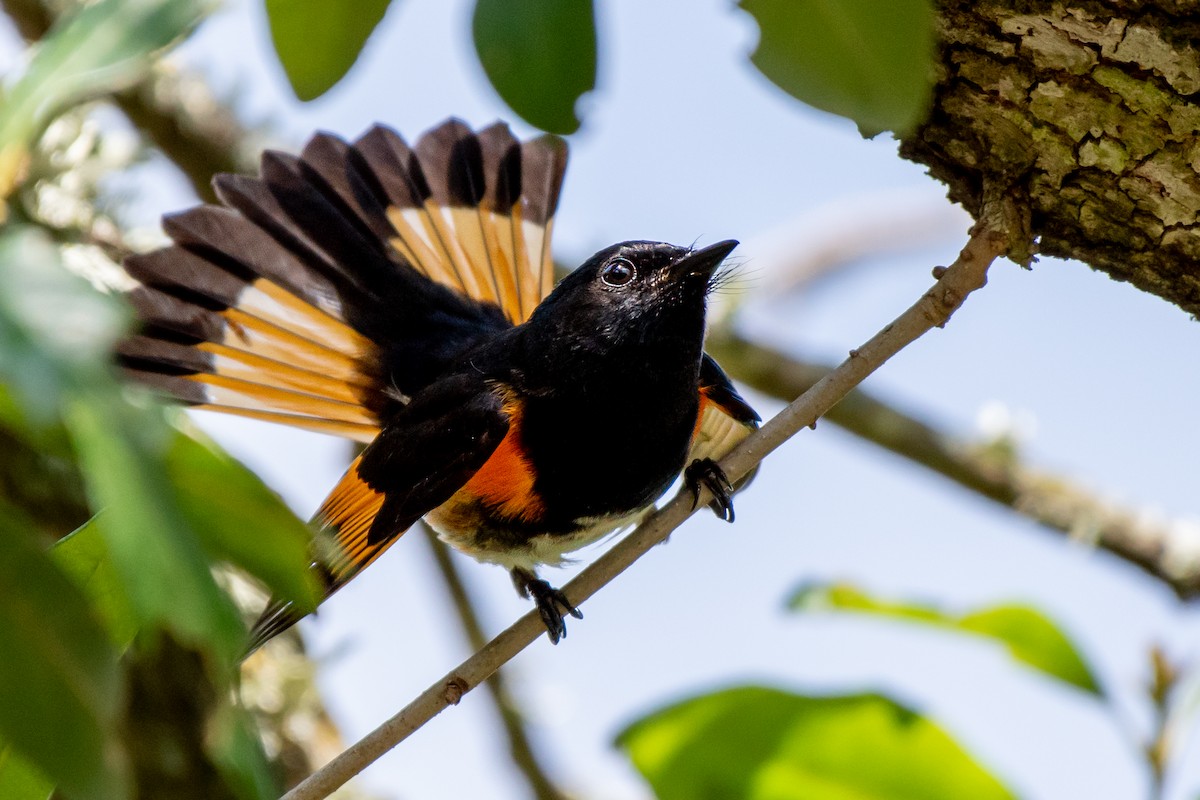 American Redstart - ML563835431