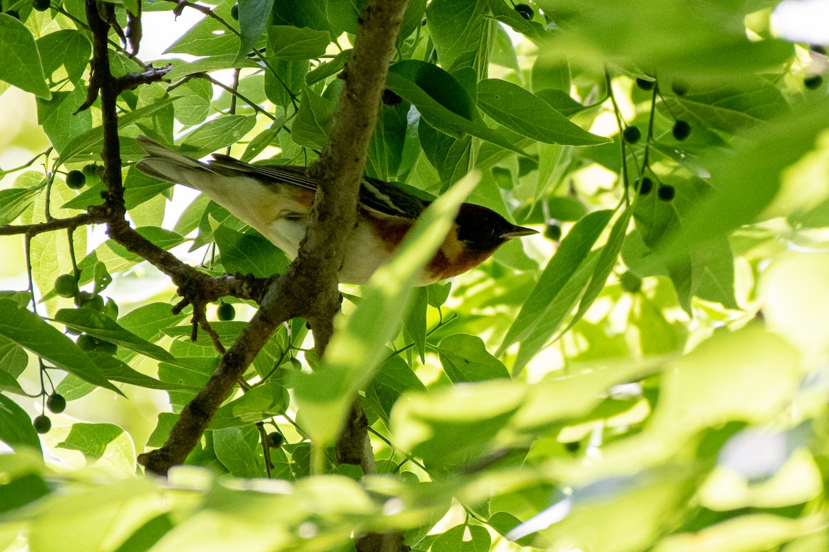 Bay-breasted Warbler - ML563835501