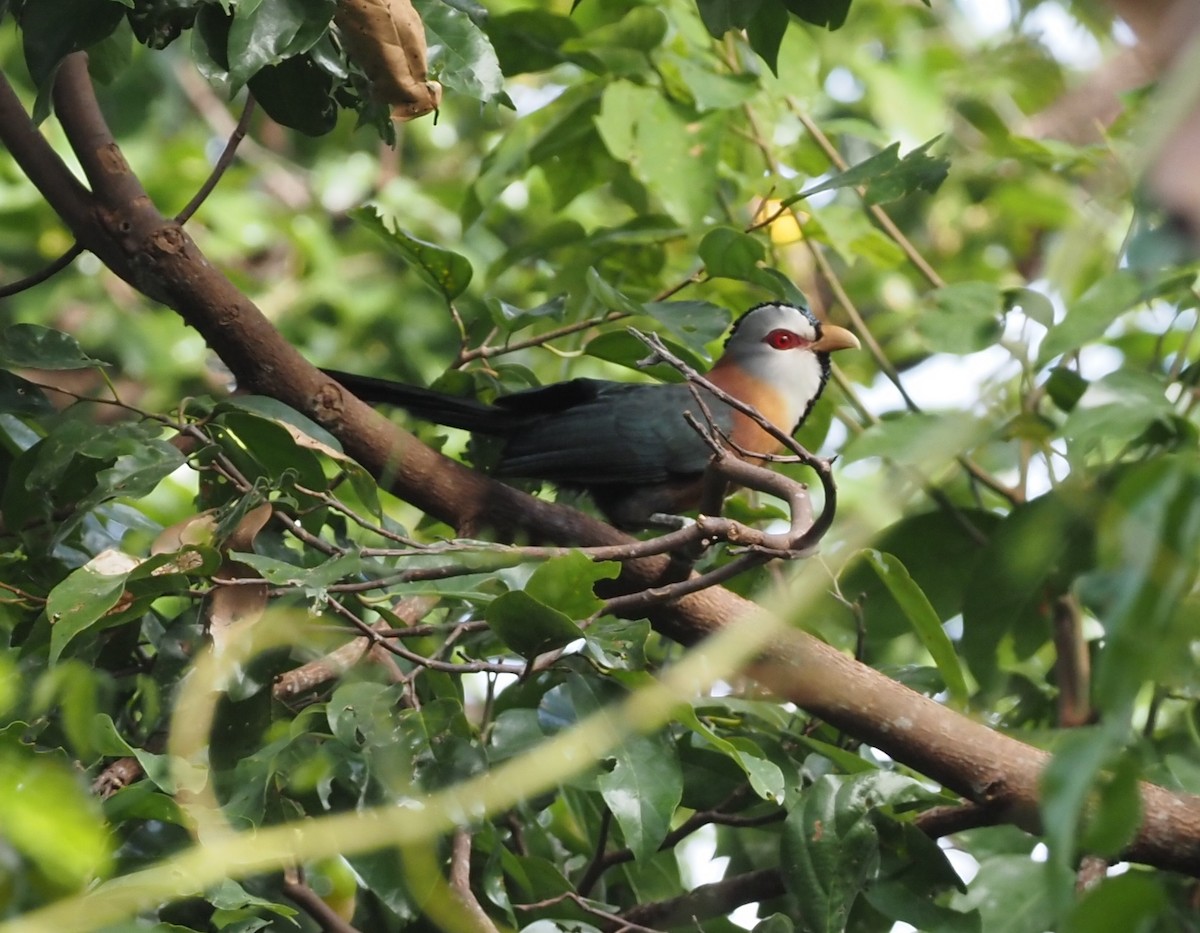 Scale-feathered Malkoha - ML563835711