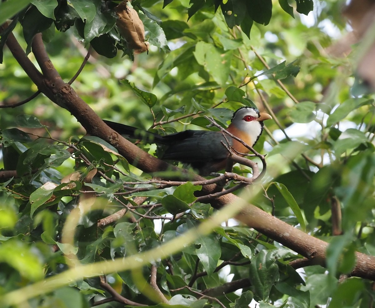 Scale-feathered Malkoha - ML563835761