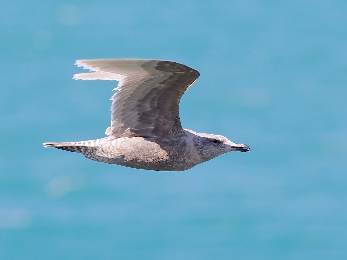 Glaucous-winged Gull - ML563836151