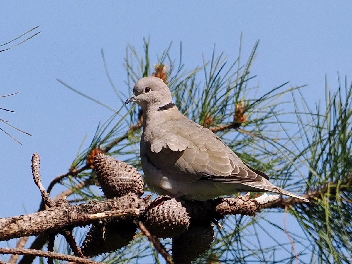 Eurasian Collared-Dove - ML563836271