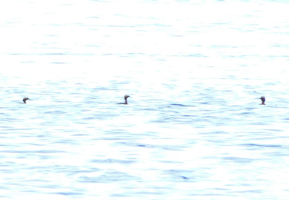 Horned Grebe - Bernard Tremblay