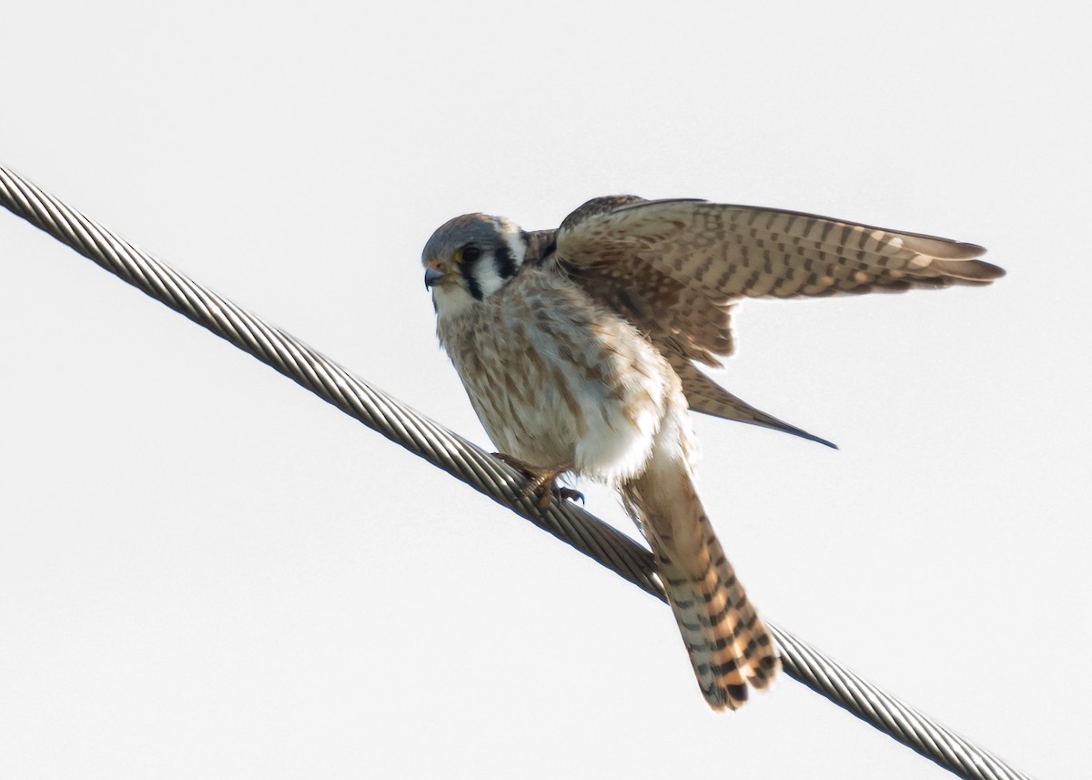 American Kestrel - ML563836611