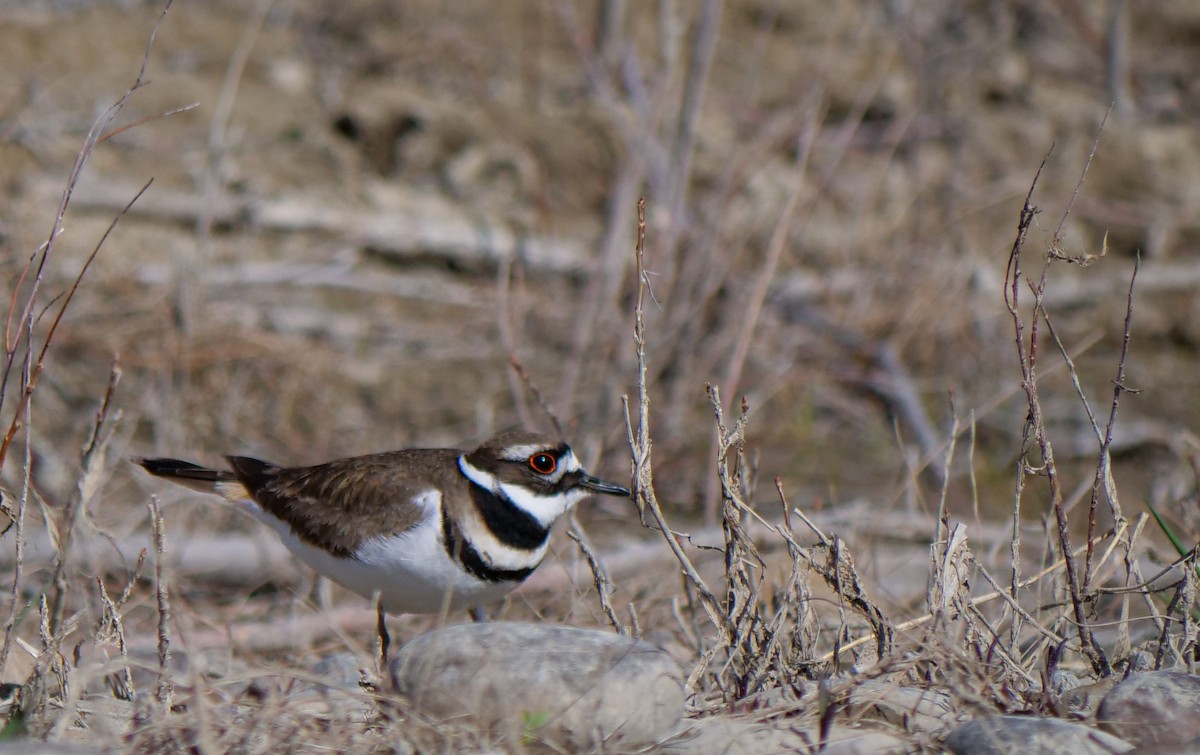 Killdeer - Great Blue Heron