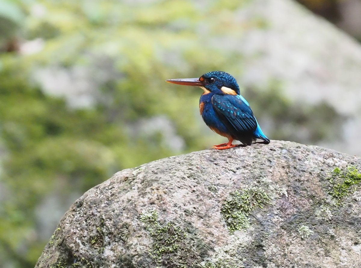 Martin-pêcheur à poitrine bleue (cyanopectus) - ML563837261