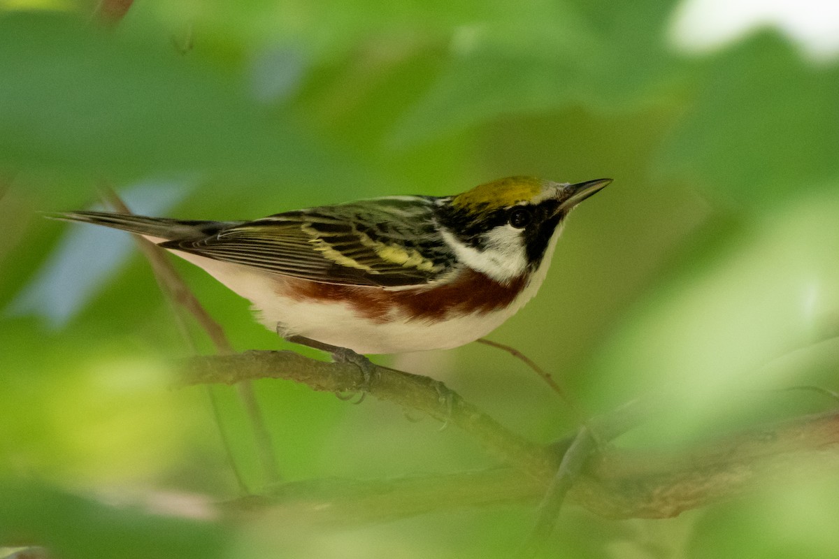 Chestnut-sided Warbler - ML563837931