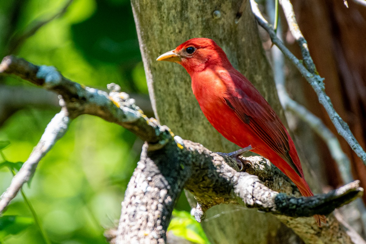 Summer Tanager - ML563837971