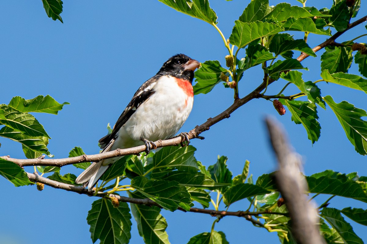 Rose-breasted Grosbeak - ML563838051