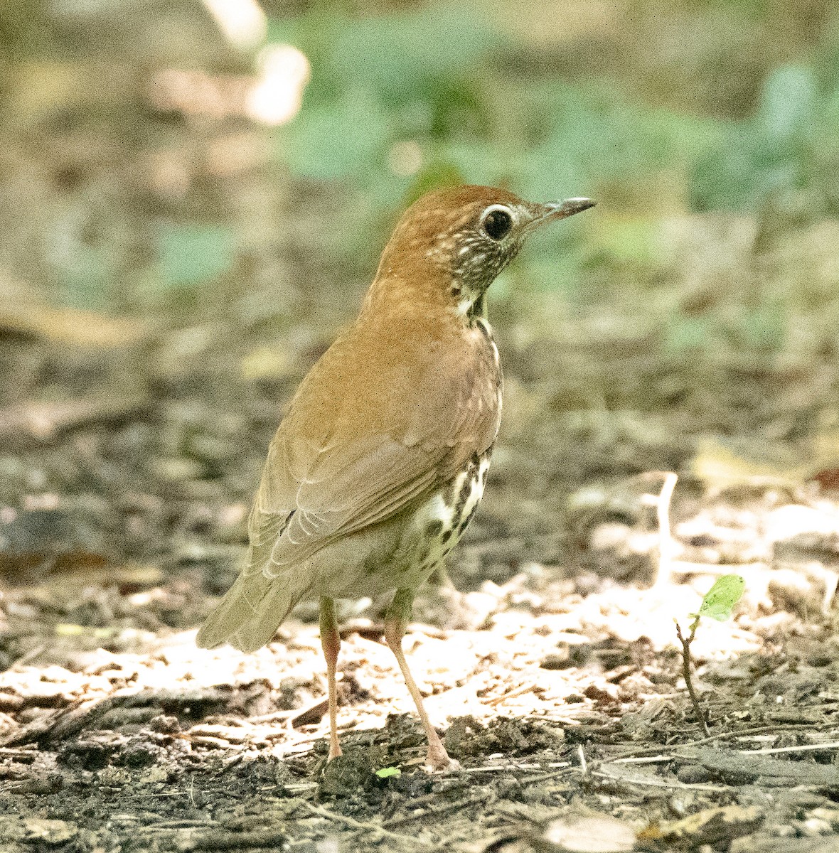 Wood Thrush - ML563838841