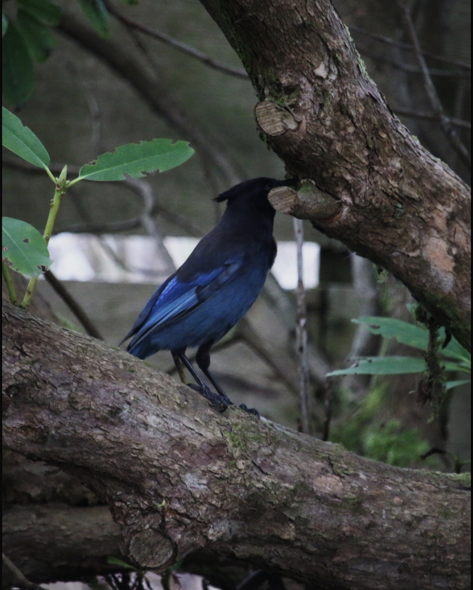 Steller's Jay - ML563838981