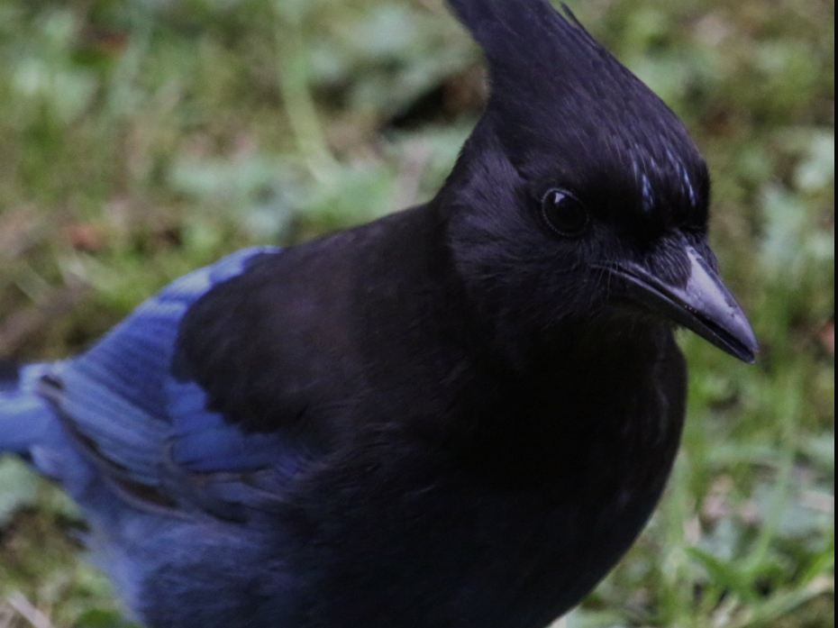 Steller's Jay - ML563839171