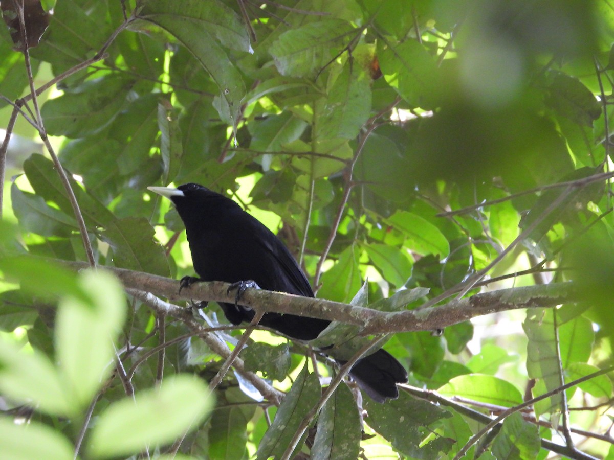 Solitary Black Cacique - ML563839491