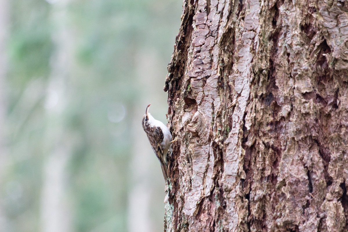 Brown Creeper - ML563840251