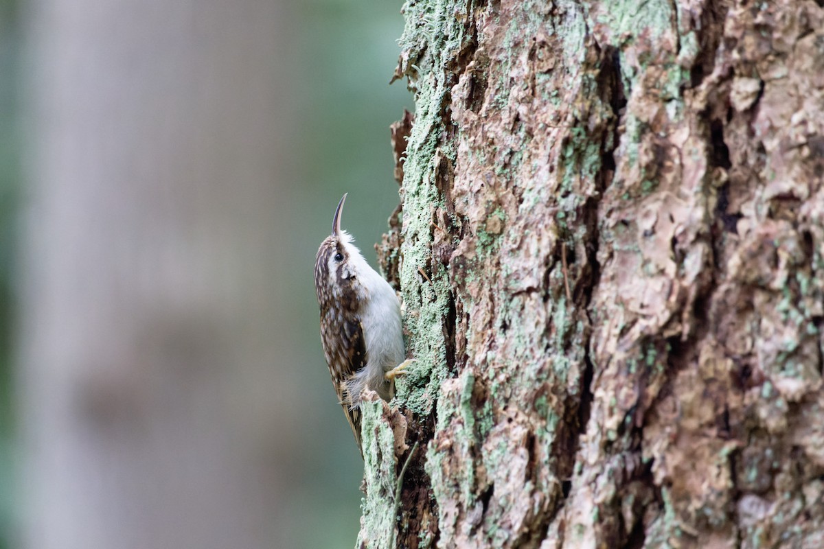 Brown Creeper - ML563840261