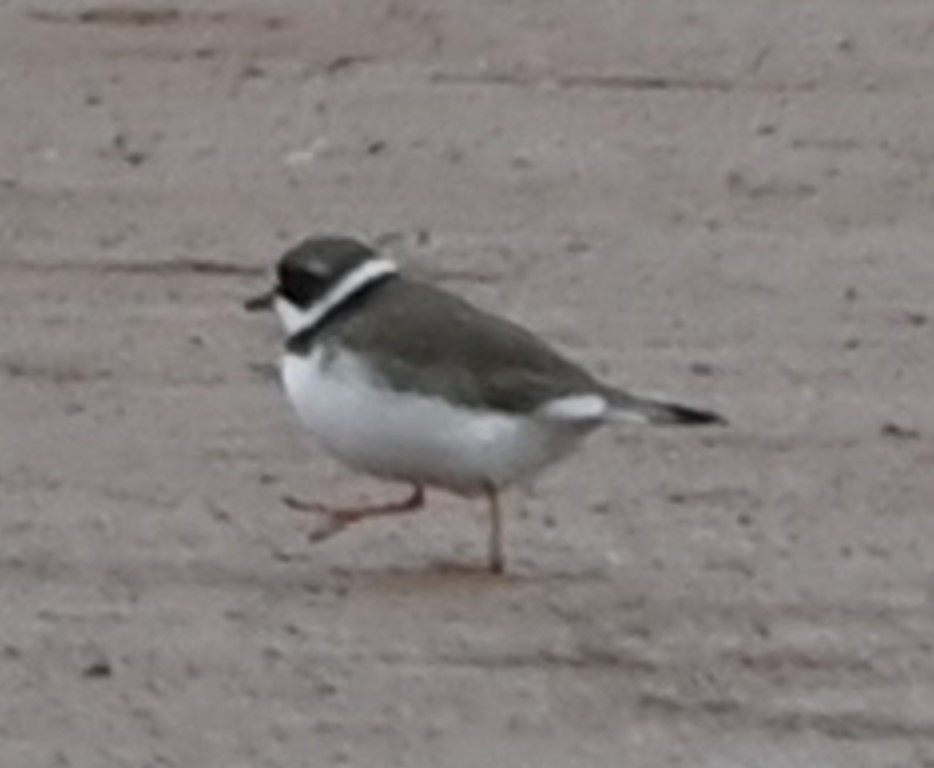Semipalmated Plover - ML563840801