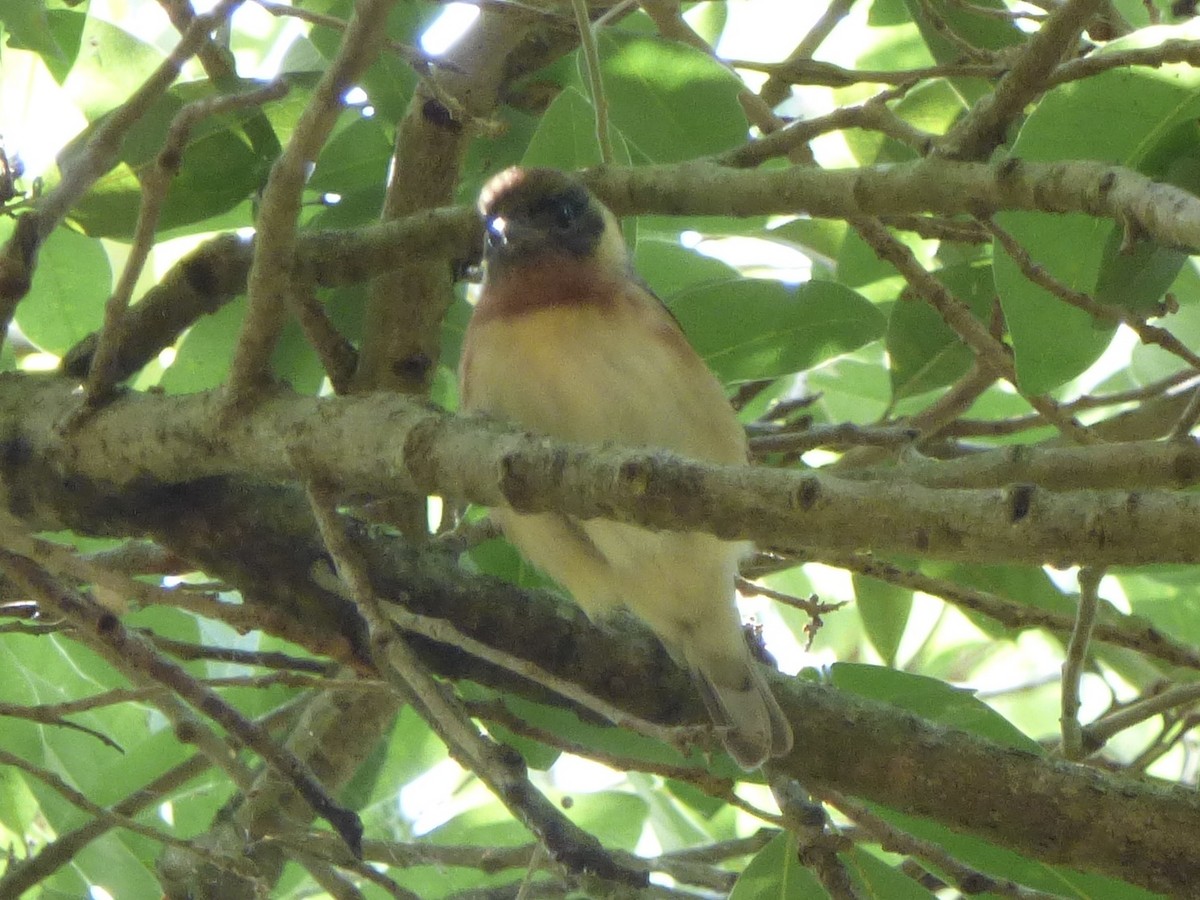 Bay-breasted Warbler - ML563841251