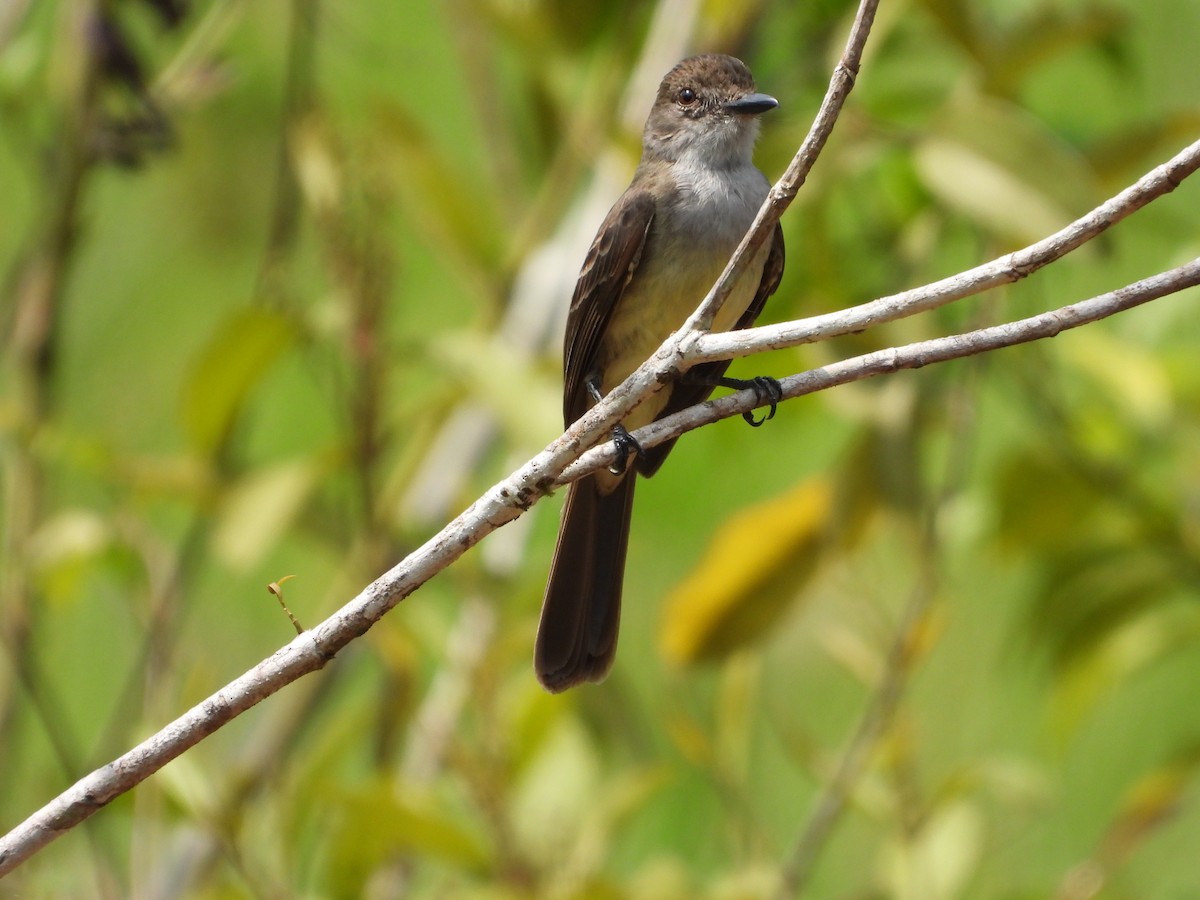 Short-crested Flycatcher - ML563841701