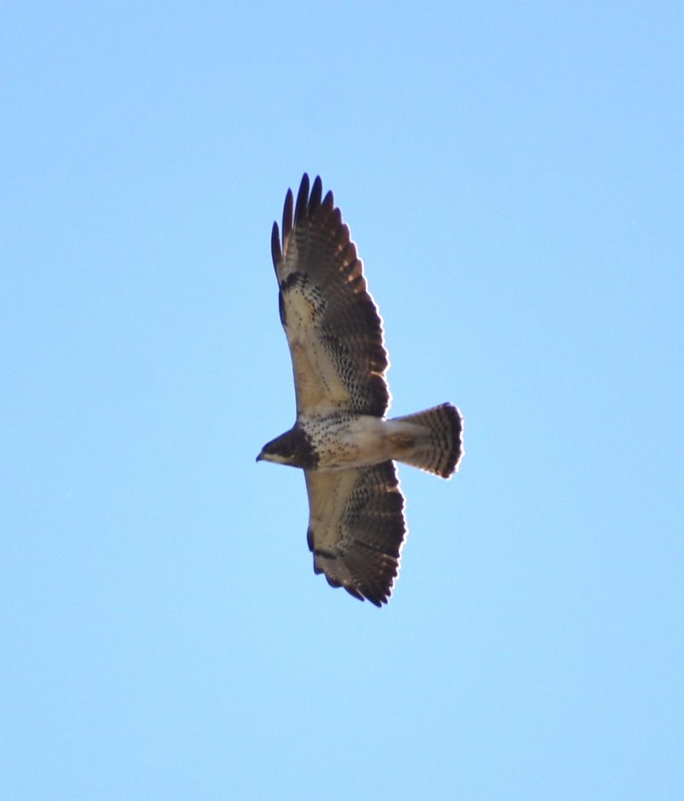 Swainson's Hawk - ML563841751