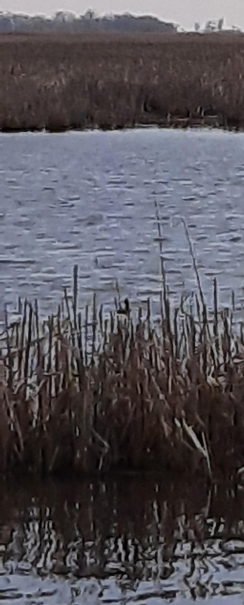 Eared Grebe - ML563842811