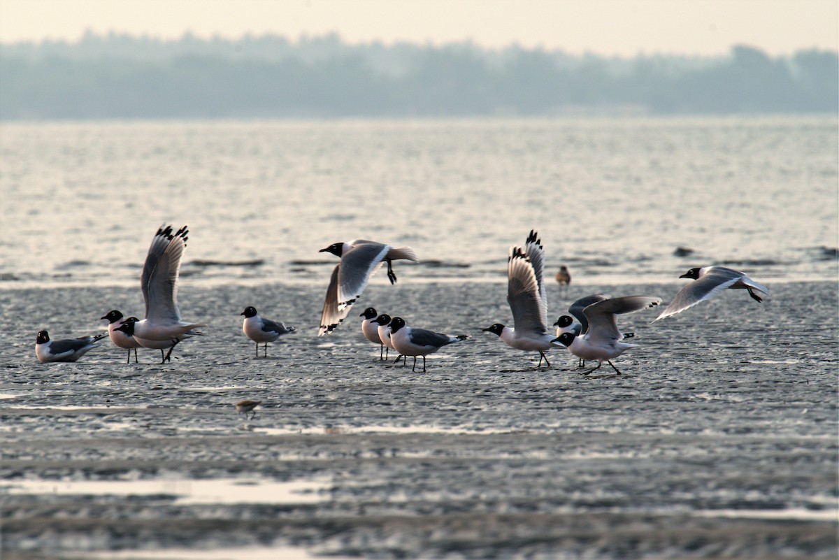 Franklin's Gull - Carlos Jenkins