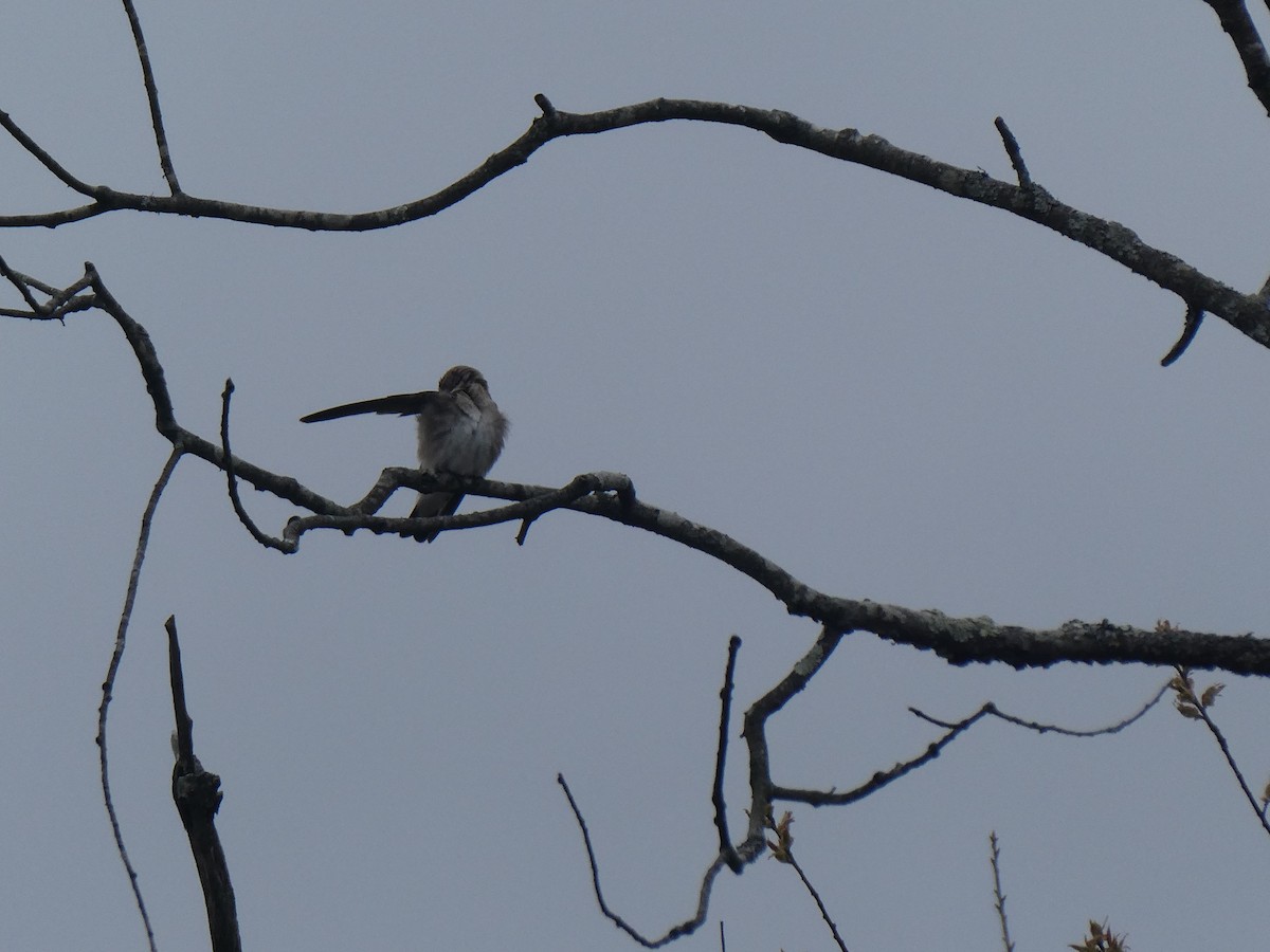 Northern Rough-winged Swallow - M. Jordan