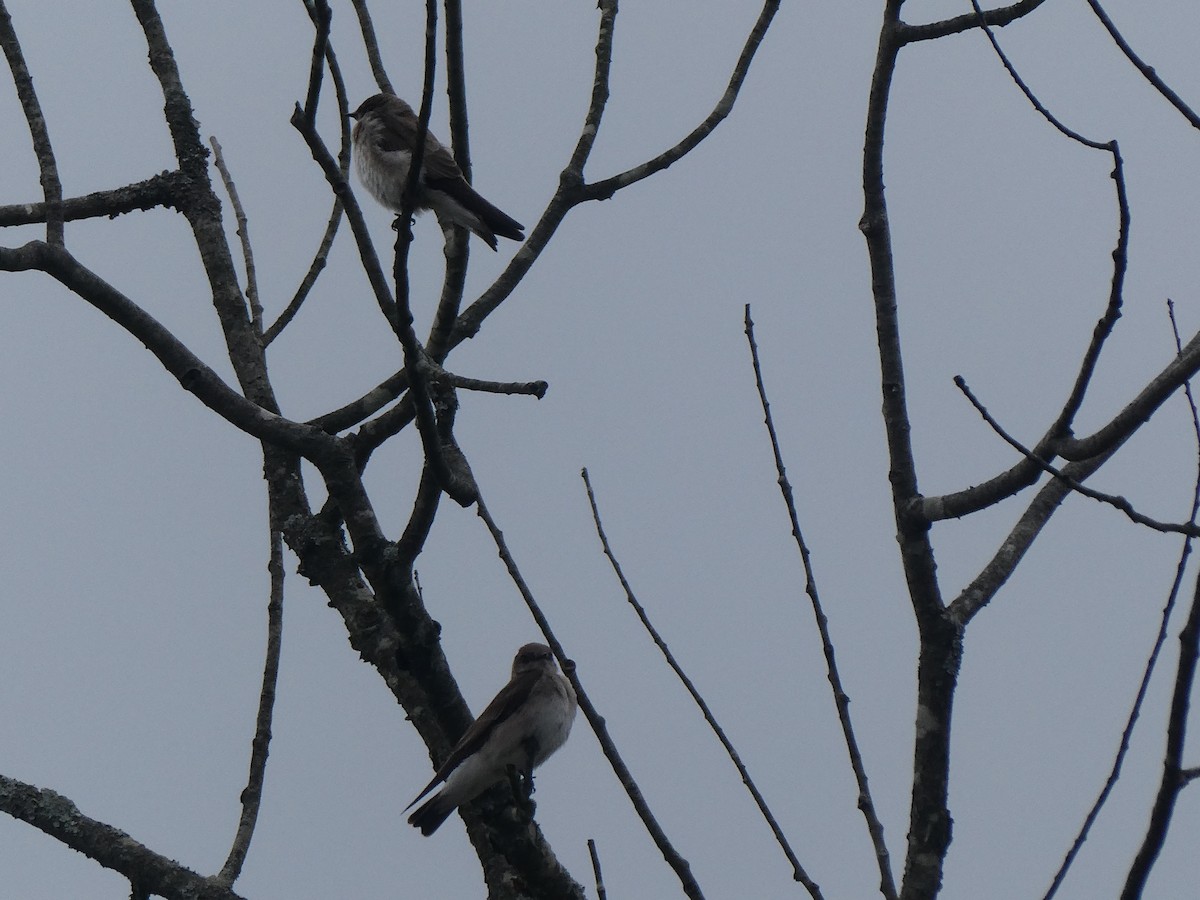 Northern Rough-winged Swallow - ML563844031