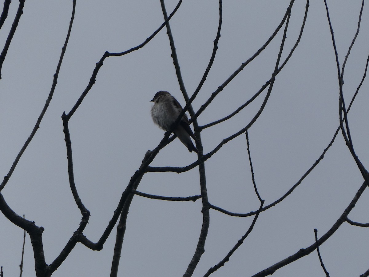 Northern Rough-winged Swallow - M. Jordan