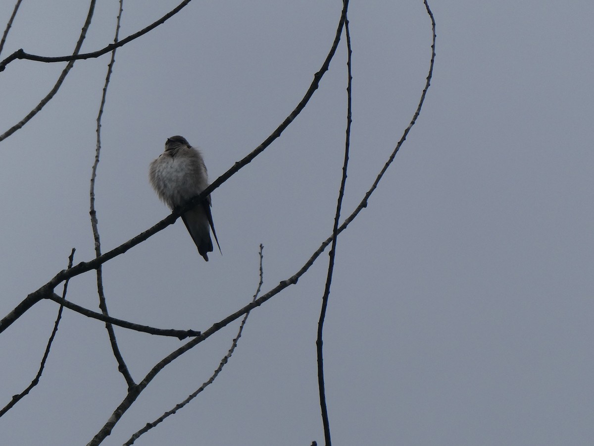 Northern Rough-winged Swallow - ML563844211