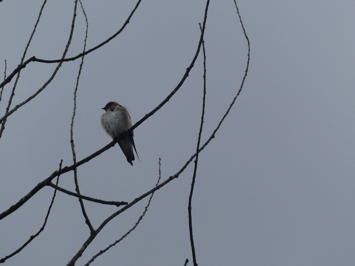 Northern Rough-winged Swallow - ML563844221