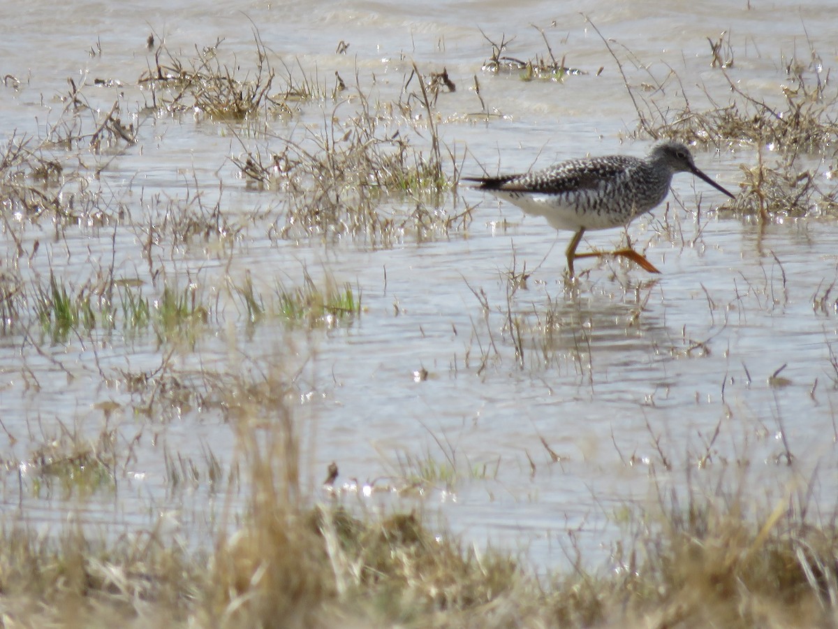 Greater Yellowlegs - Keith Bruno