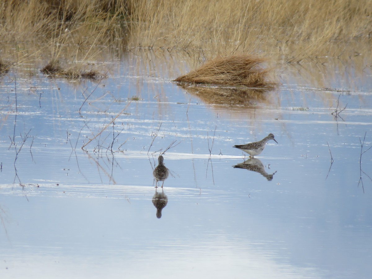 Greater Yellowlegs - ML563844261