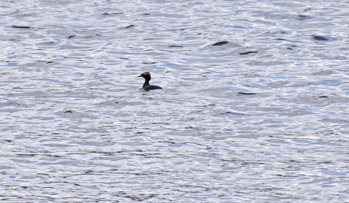 Horned Grebe - ML563845181