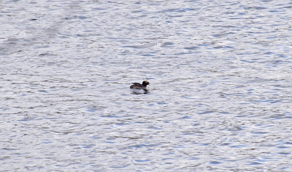 Horned Grebe - ML563845191