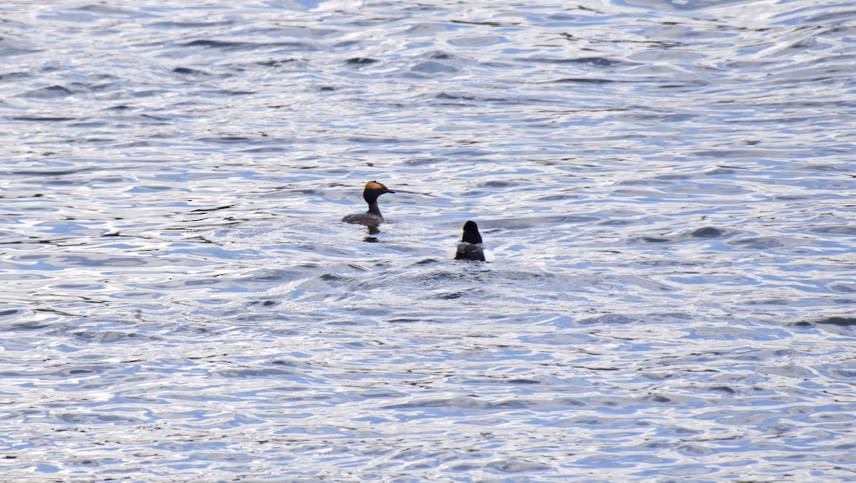 Horned Grebe - ML563845201