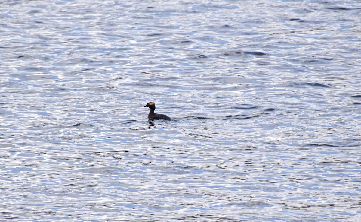 Horned Grebe - ML563845211