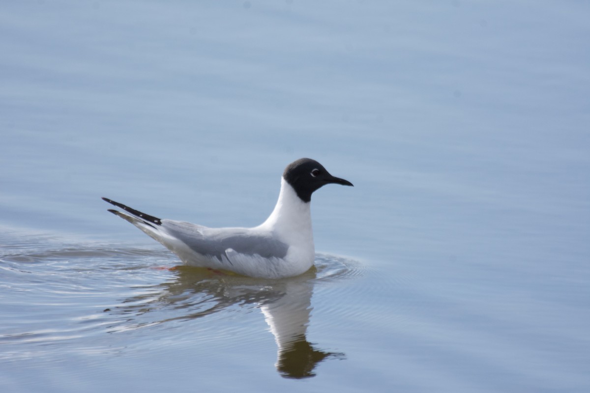 Bonaparte's Gull - ML563845451