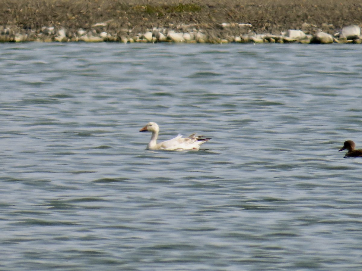 Snow Goose - Dan Mottern