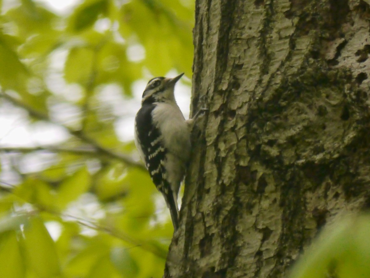 Hairy Woodpecker - Tom Ostrand