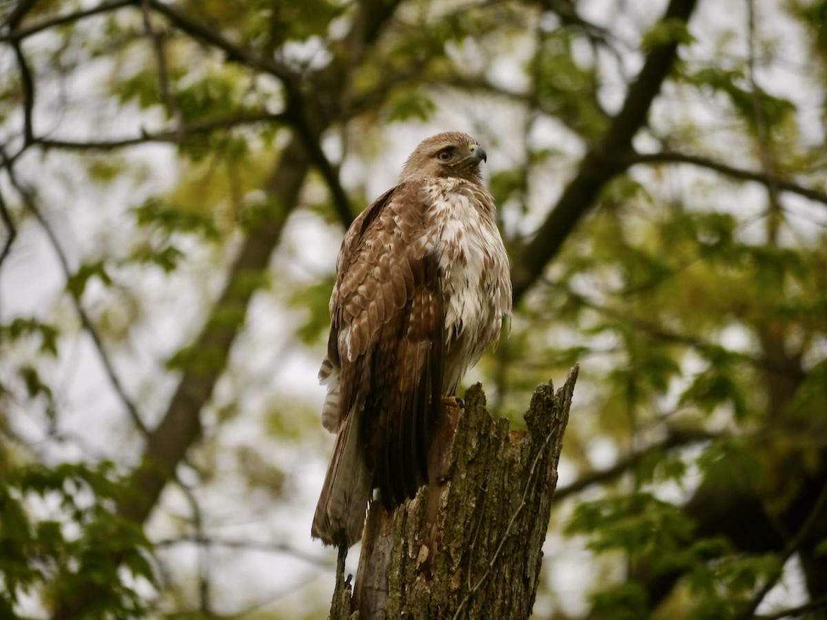 Red-tailed Hawk - ML563847251