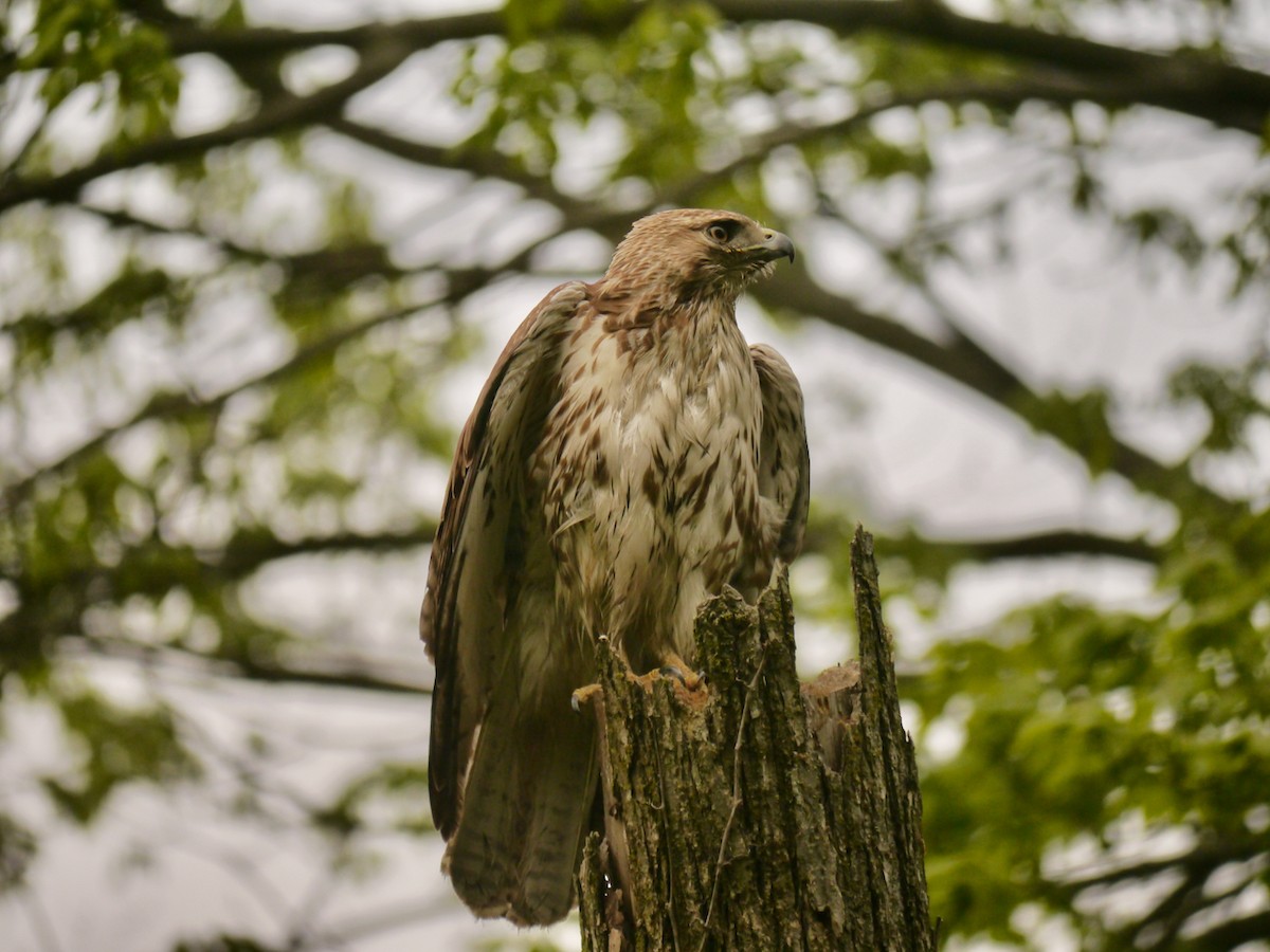 Red-tailed Hawk - ML563847321